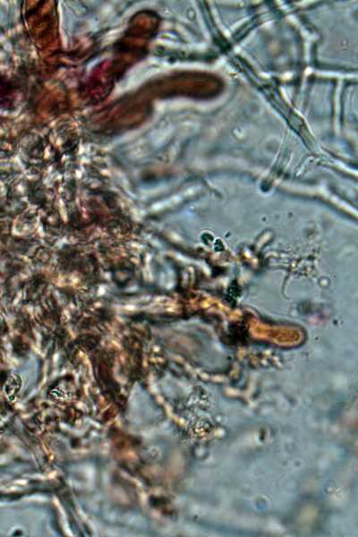 Corticium meridioroseum ?